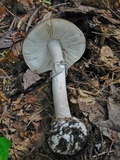 Amanita porphyria image