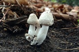 Leucoagaricus barssii image