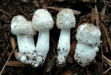 Leucoagaricus barssii image