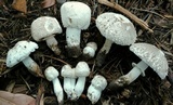 Leucoagaricus barssii image