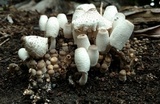 Leucocoprinus cepistipes image