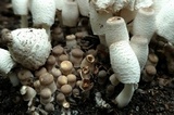 Leucocoprinus cepistipes image
