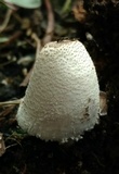 Leucocoprinus cepistipes image