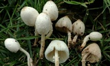 Leucocoprinus cepistipes image