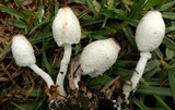 Leucocoprinus cepistipes image