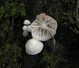 Marasmiellus candidus image