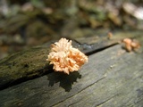 Xylaria cubensis image