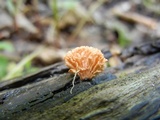 Xylaria cubensis image