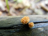 Xylaria cubensis image