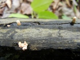 Xylaria cubensis image
