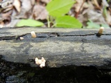 Xylaria cubensis image