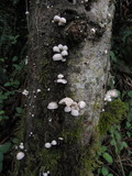 Marasmiellus candidus image