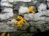 Calocera viscosa image