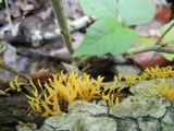 Calocera viscosa image