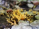 Calocera viscosa image