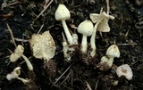 Leucocoprinus flavescens image