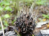 Xylaria liquidambaris image
