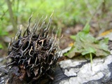 Xylaria liquidambaris image