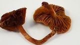 Simocybe centunculus var. centunculus image