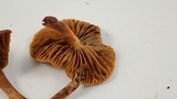 Simocybe centunculus var. centunculus image