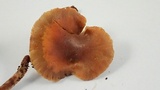 Simocybe centunculus var. centunculus image
