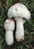 Leucoagaricus barssii image