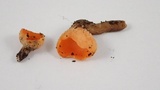 Sowerbyella rhenana image