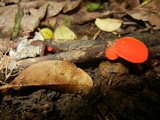 Sarcoscypha occidentalis image