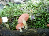 Sarcoscypha occidentalis image