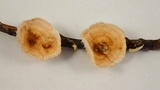 Stereum ochraceoflavum image
