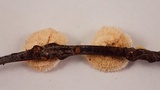 Stereum ochraceoflavum image