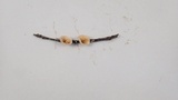 Stereum ochraceoflavum image