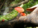 Sarcoscypha occidentalis image