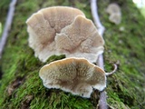 Cerrena unicolor image