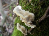 Cerrena unicolor image
