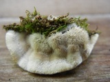 Cerrena unicolor image