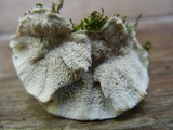 Cerrena unicolor image