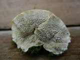 Cerrena unicolor image