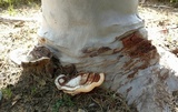 Ganoderma polychromum image