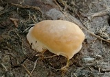Ganoderma polychromum image