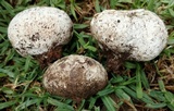 Mycenastrum corium image