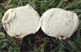 Mycenastrum corium image