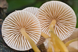 Mycena renati image