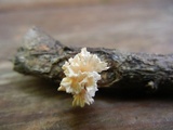 Xylaria cubensis image