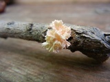 Xylaria cubensis image