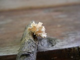 Xylaria cubensis image