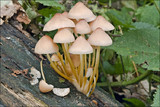 Mycena renati image