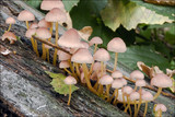 Mycena renati image