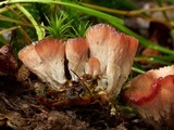 Cotylidia pannosa image