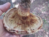 Paxillus vernalis image